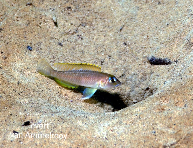 Lamprologus kungweensis 'Gombe NP'